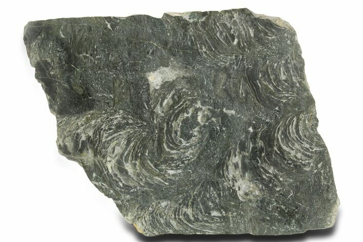 Polished Neoproterozoic Stromatolite (Minjaria) Slab - Russia #363050